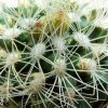 Turbinicarpus_ knuthianus _03